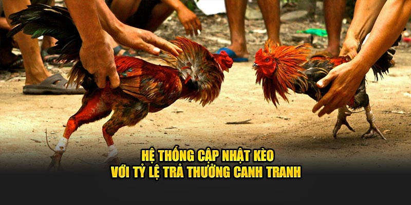 Hệ thống cập nhật kèo với tỷ lệ trả thưởng canh tranh 