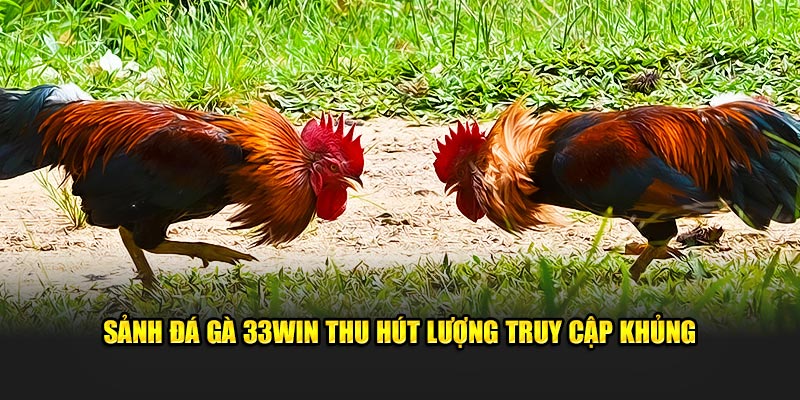 Sảnh đá gà 33WIN thu hút lượng truy cập khủng